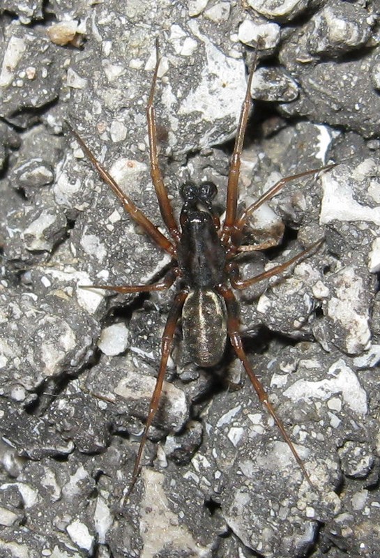 Linyphidae; possibile maschio adulto di Neriene montana.